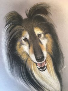 Lucy - Langhaar Collie aus der Slowakei