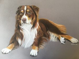 Schoko - Australian Shepherd aus Österreich